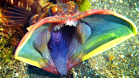 creepy fish|The 14 Most Scary Fish in The Water .